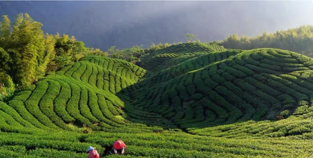 Places To Visit in Darjeeling